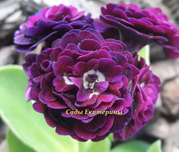 № 23 "TESS " primula auricula