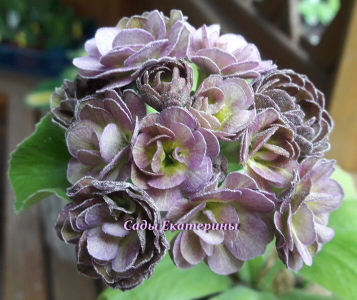 № 89 "LILAC MIST"  primula auricula