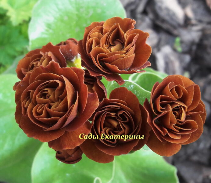 № 88 "Lincoln Chestnut" primula auricula