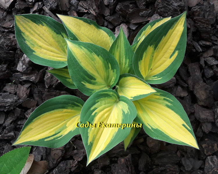 №43  Orange Marmalade ( Оранж Мармелад)