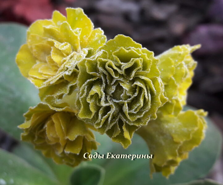 № 87 "Piccalilli" primula auricula