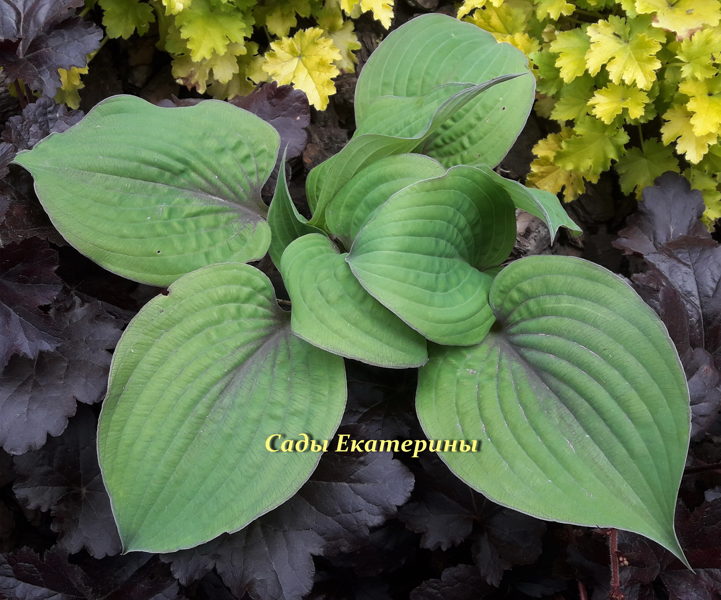  №60  Purple Haze -  Перпл Хейз ( Пурпурная дымка)