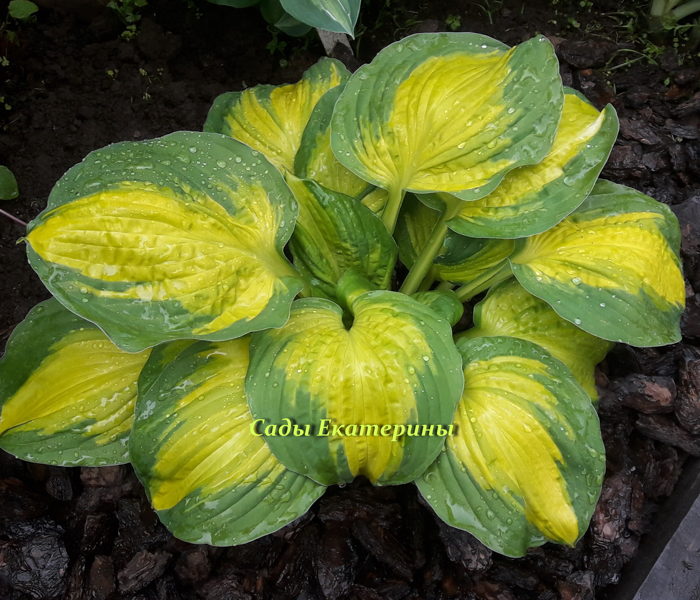 №42 Georgia Sweetheart ( Джорджия Свитхарт) .