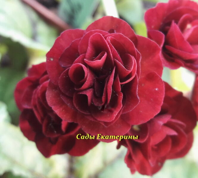 № 50 "STROMBOLI" primula auricula