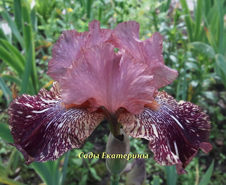  № 34  SERENGETI SPAGHETTI