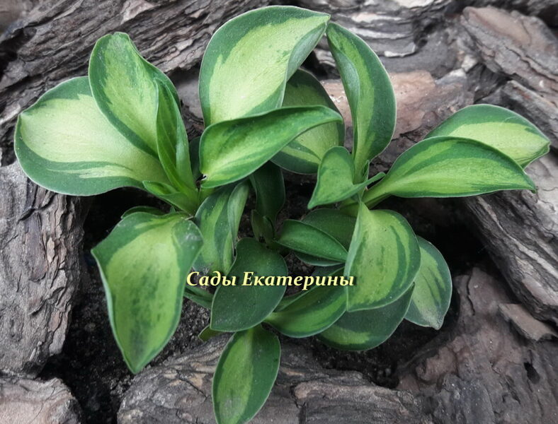  № 39  'Happy Mouse'