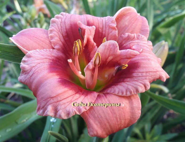 №141  Just My Size (Джаст Май Сайз )