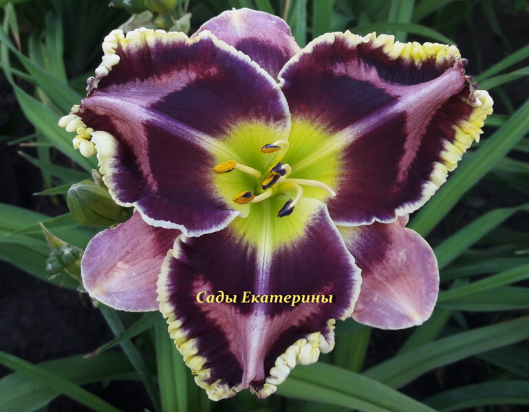 № 467 Dueling Colors