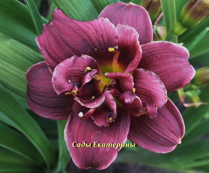 №147 Little Liza Jane