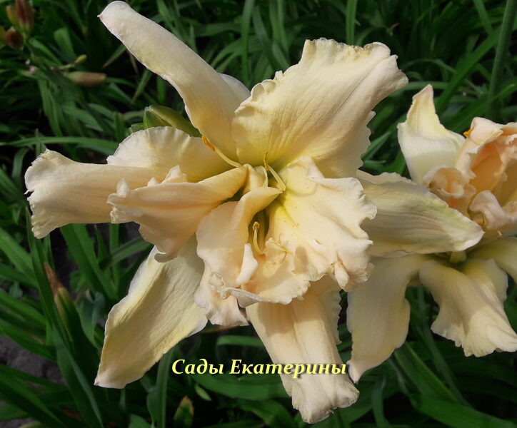№214 Fluttering Beauty