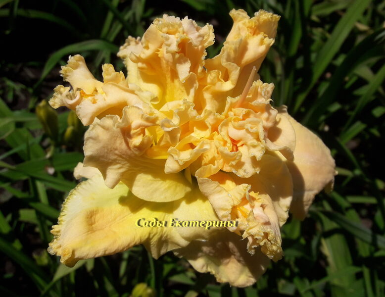 № 206 CREAM AND SUGAR