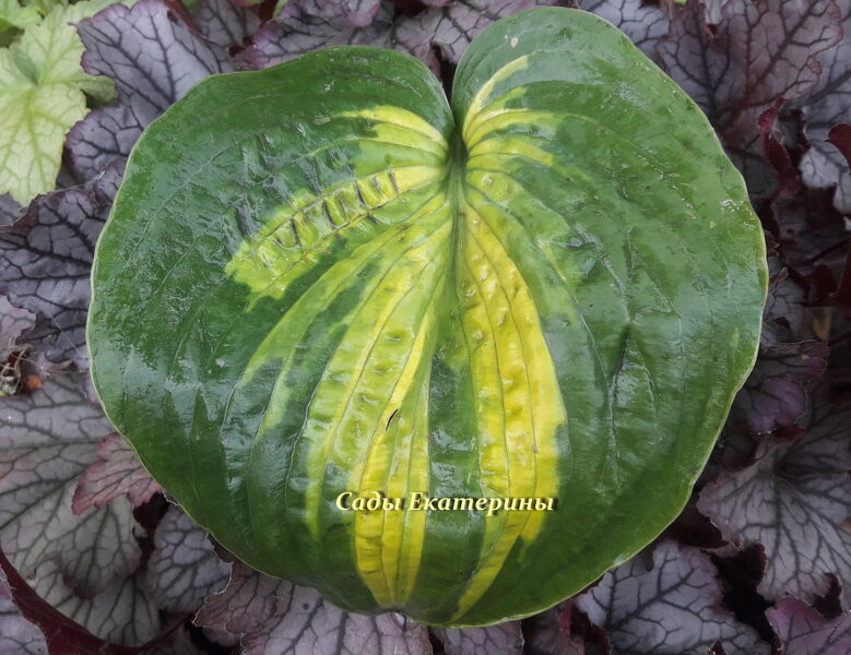  №174  Alligator Alley 