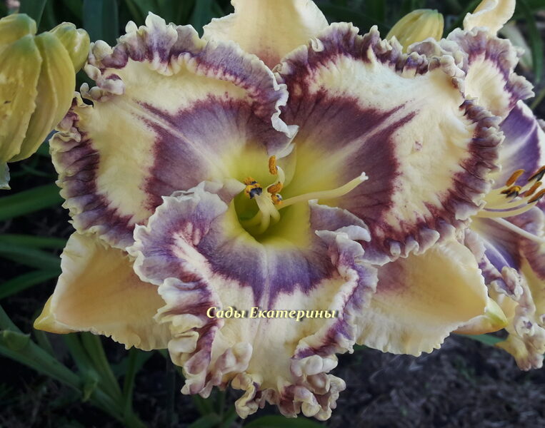 № 461 Luminous Intentions