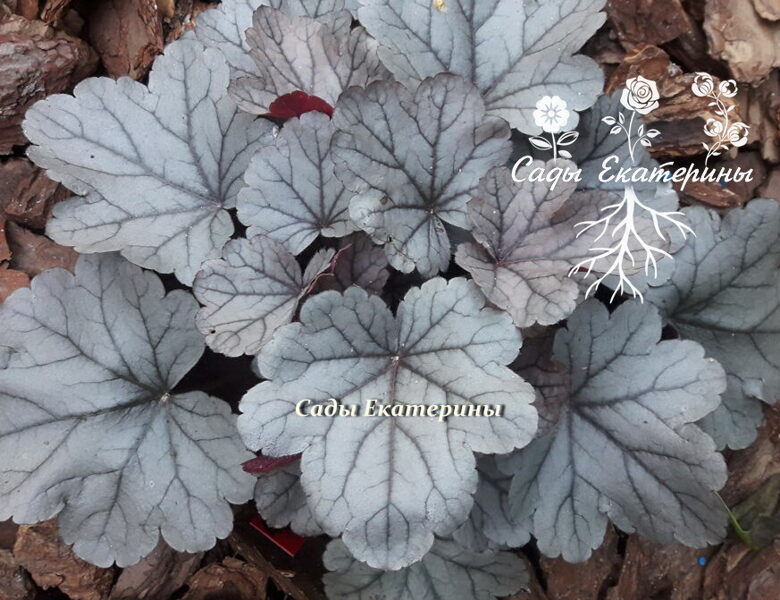 № 91 Silver Gumdrop