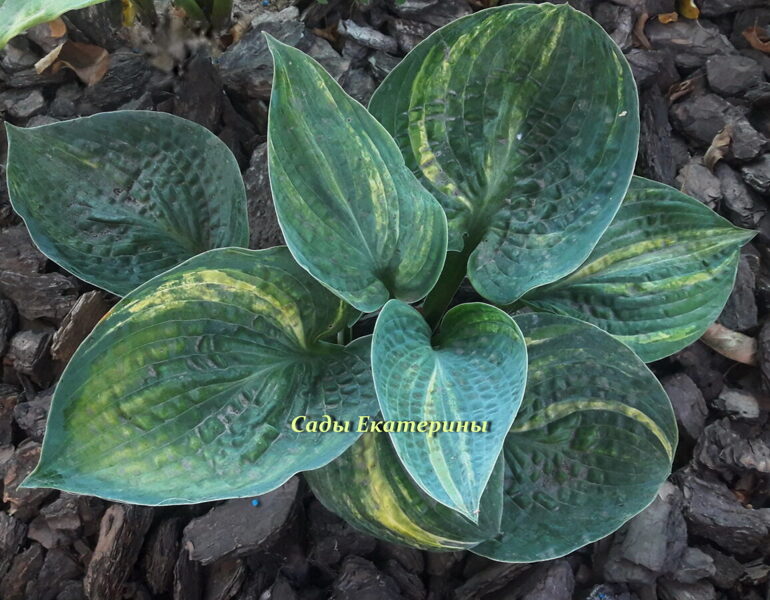 №121  Breeders Love