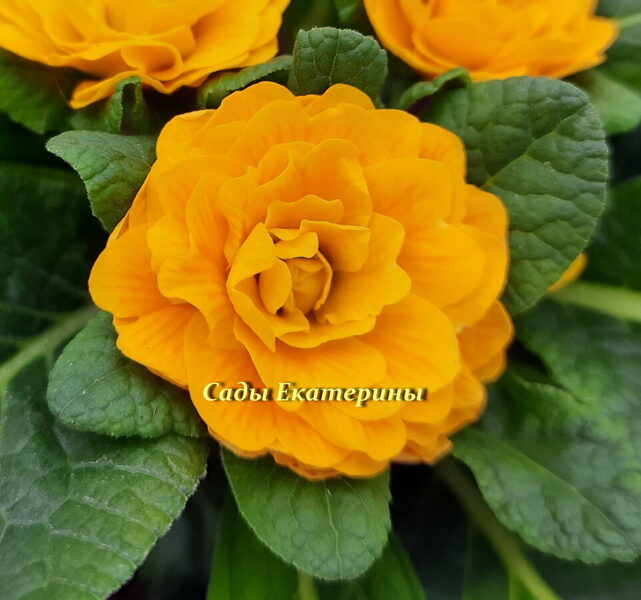 № 37 " Mandarin " Primula Belarina