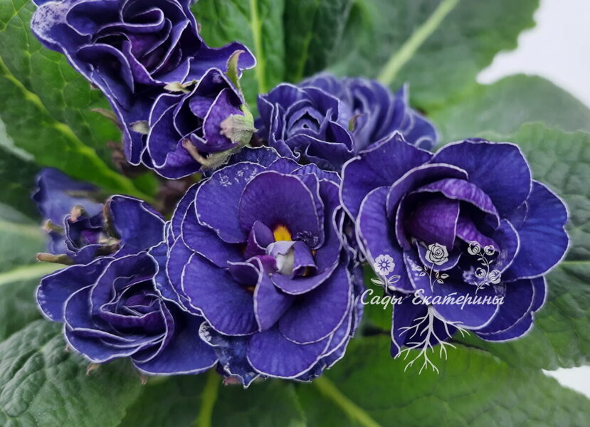 № 35 " Baltic Blue " Primula Belarina