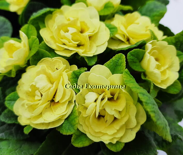 № 36 " Lemon Chiffon " Primula Belarina