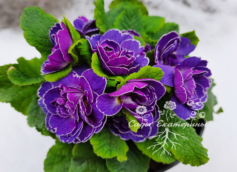 № 38 "Amethyst Ice " Primula Belarina