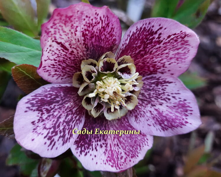 № 66 Anemone