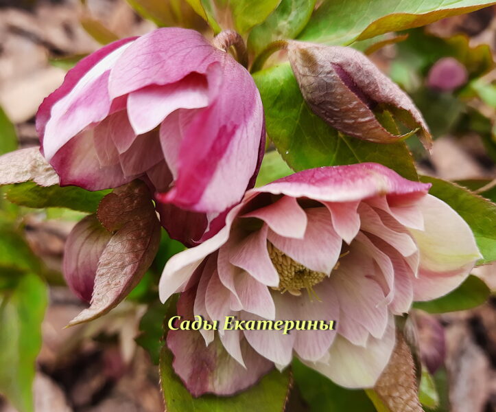 № 12  Double Apricot Peach 