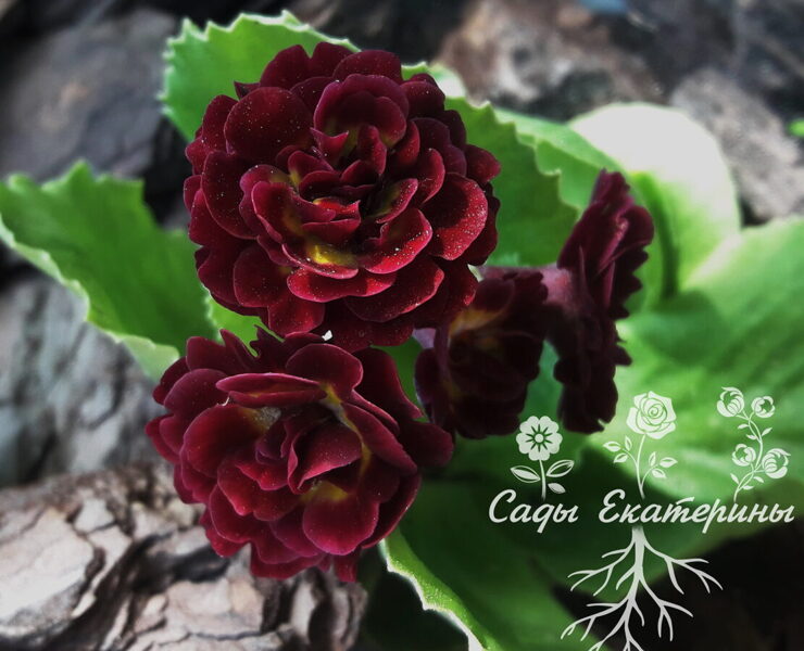 № 103 "Palpatine" primula auricula