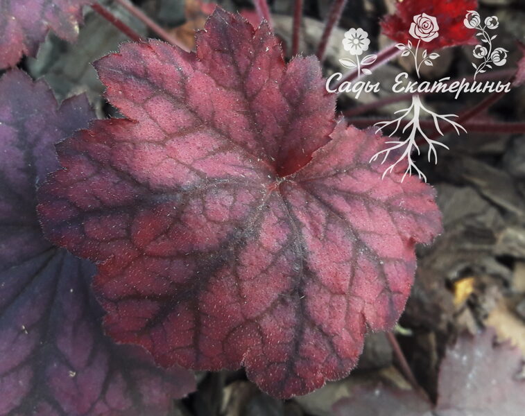 №38 Midnight Bayou