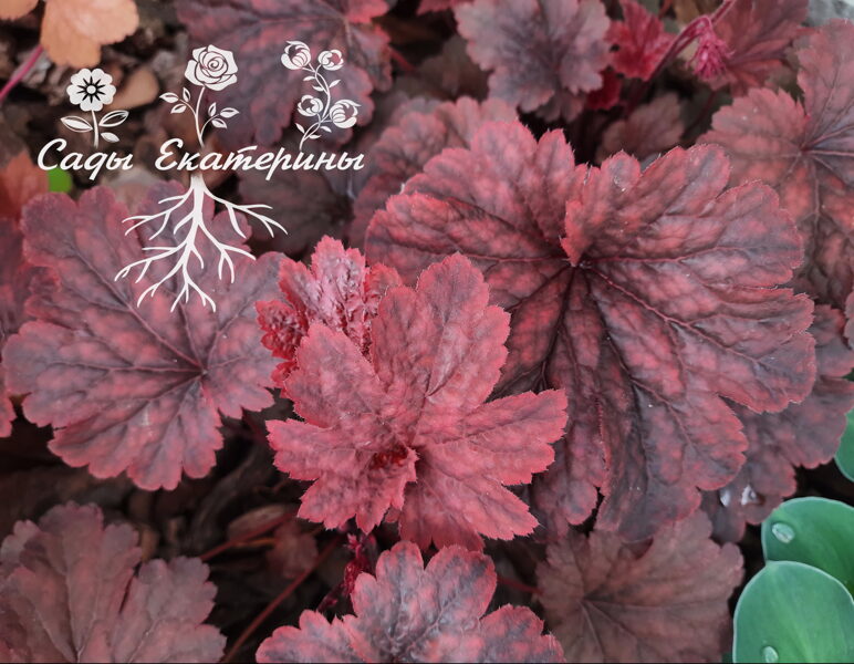 №48 Cajun Fire( Кэджин Фаер )