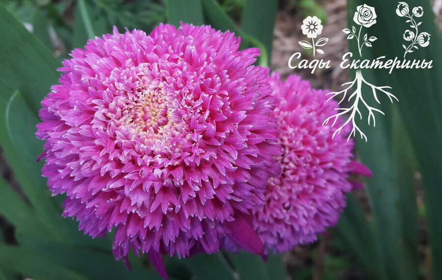  № 39 Пиретрум махровый  шаровидный 