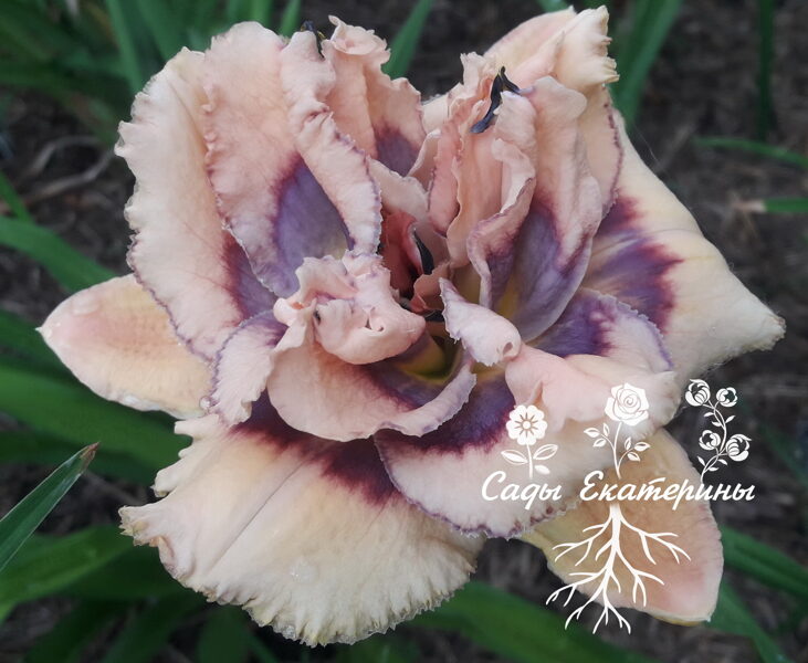 №269 Baby's Got Blue Eyes