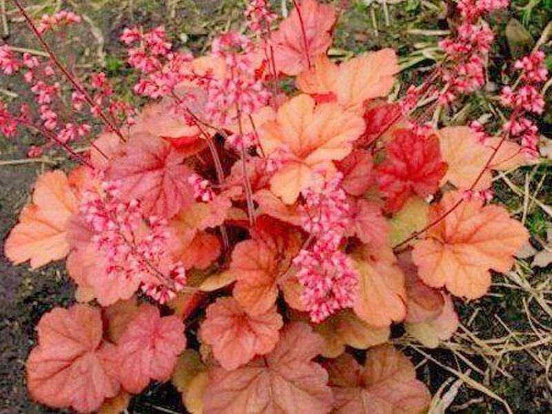 № 142 Apricot