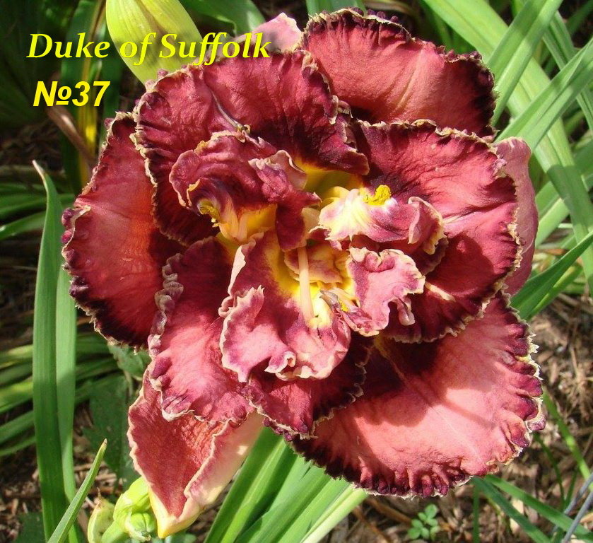 №37 Duke of Suffolk