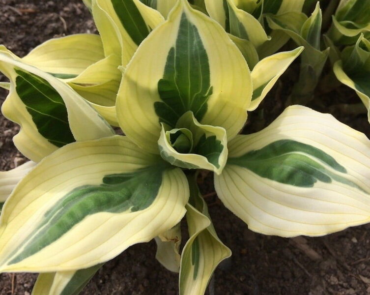 №37 Yellow Polka Dot Bikini ( Йеллоу Полька Дот Бикини )