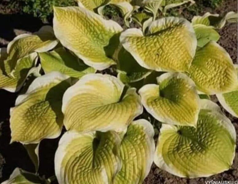  № 356  Sunshine Glory