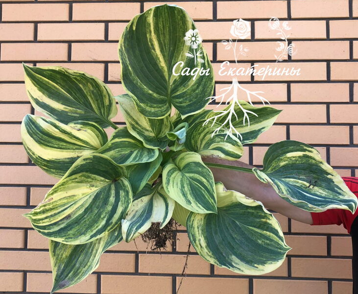  № 145 "Colors in Motion"