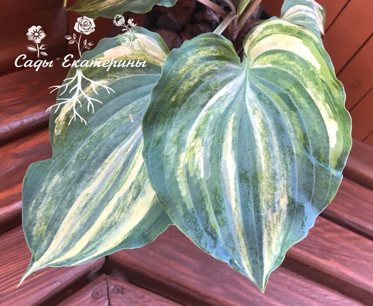    № 102 Exotic Dancer 