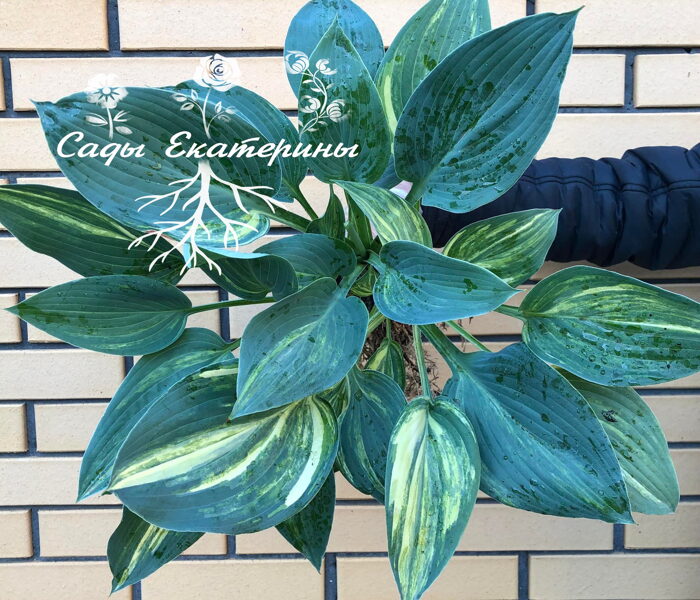  № 265   ' Special Blend '