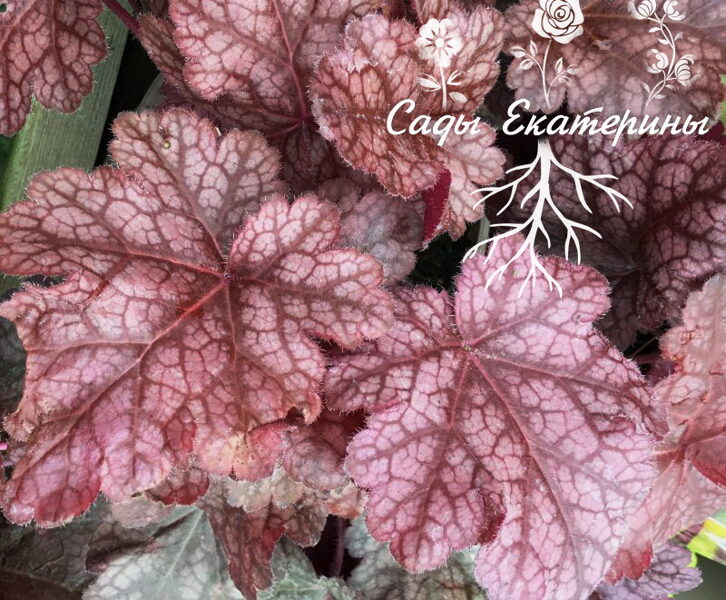 № 116 Sparkling Burgundi