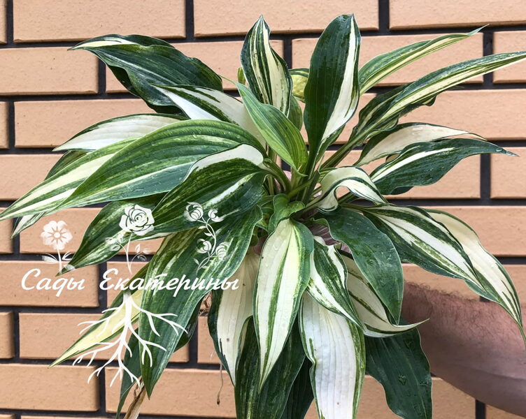 № 192 Falling Star