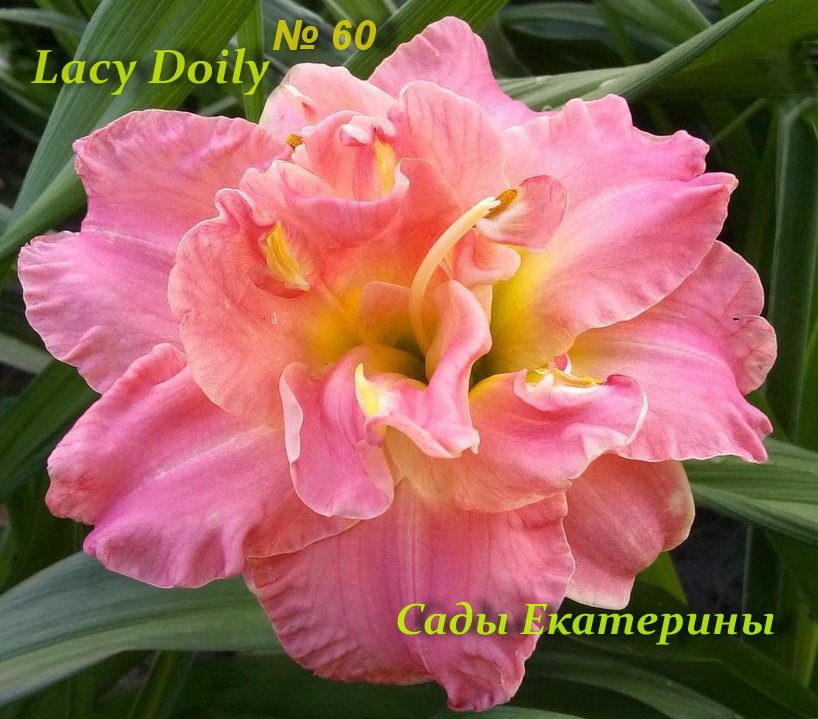 №60 Lacy Doily