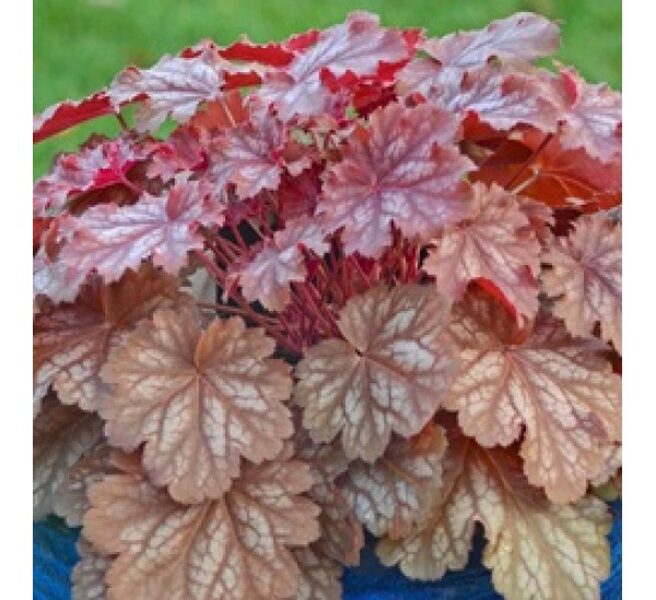   № 235 Cinnamon Glaze