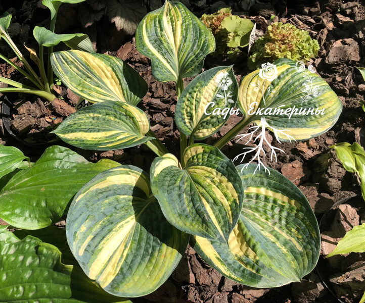 № 115 Ice Age Trail  