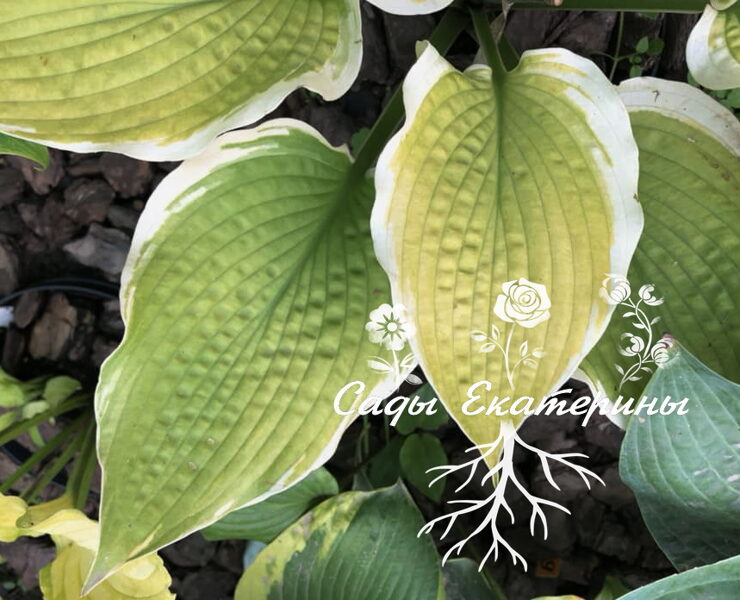  № 356  Sunshine Glory