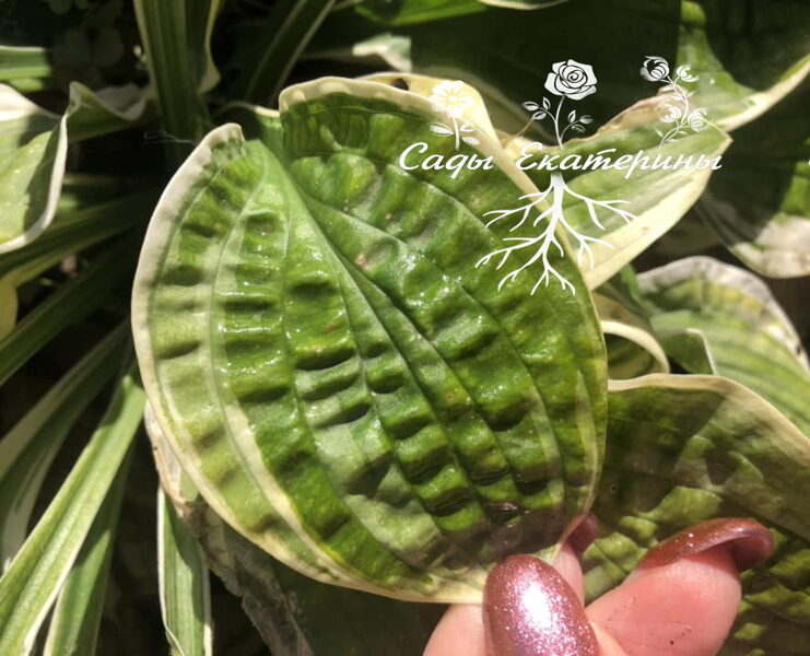 №39 Lakeside Dimpled Darling (Лаксайд Димплед Дарлинг)