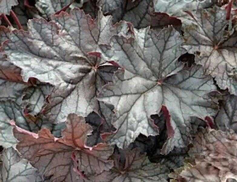    № 226  Frosted Chocolate 