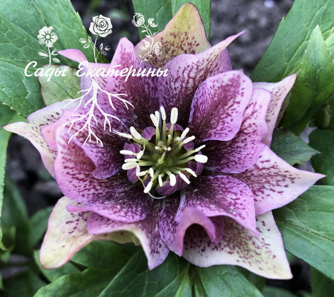 № 46 Hybrids Pink Promise