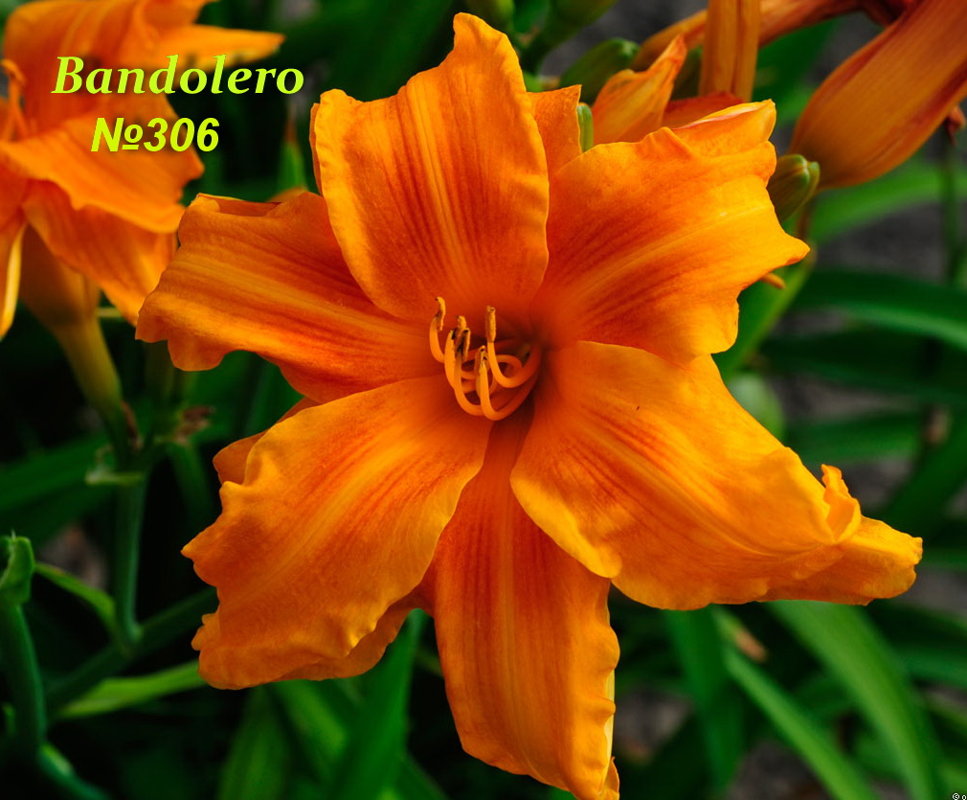 №306 Bandolero