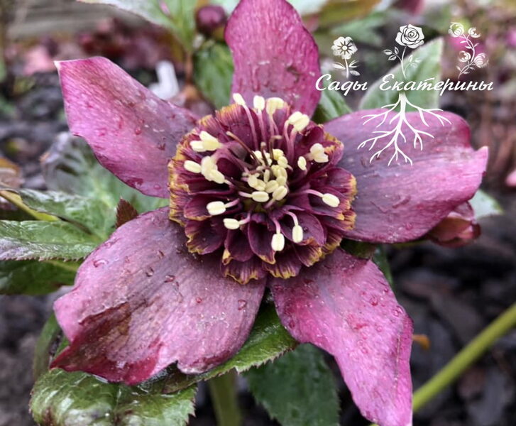 № 69  Anemone   Star