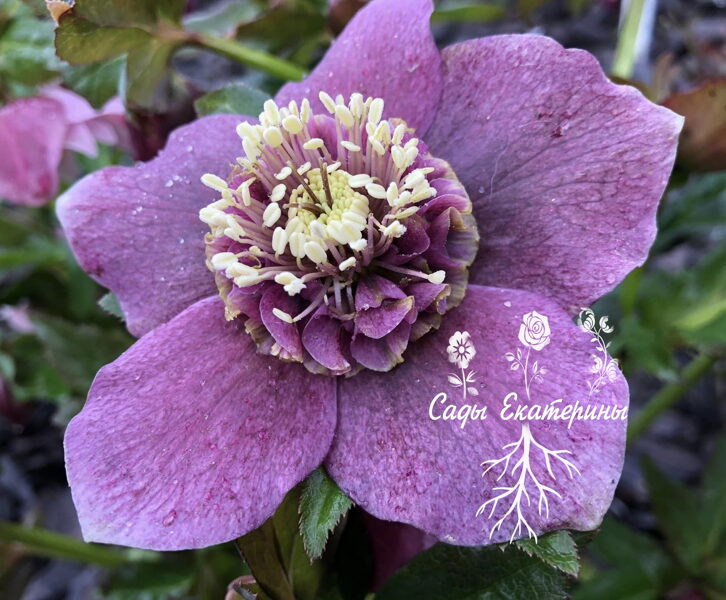   № 71  Anemone  Big