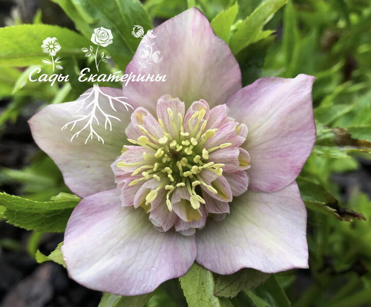  № 75   Anemone   Morning